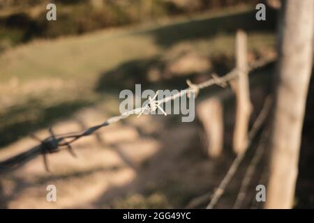 Particolare di Barbwire su mucche Farm in brasile Foto Stock