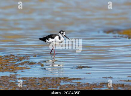 Slilt a collo nero (Himantopus mexicanus) al Don Edwards San Francisco Bay National Wildlife Refuge Foto Stock