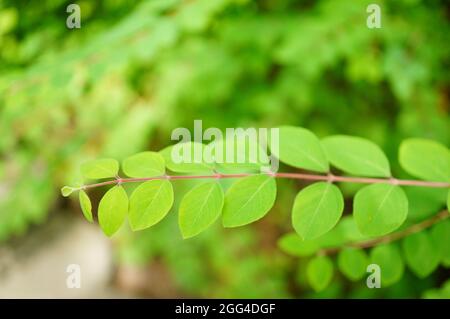 Fuoco selettivo sparato di piccolo Phyllanthus niruri foglie di pianta nel giardino Foto Stock