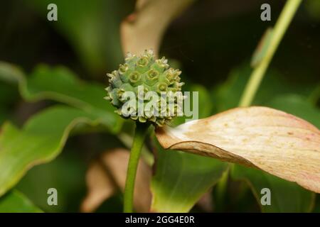 cornus kousa unmature frutta verde di un dogwood giapponese Foto Stock