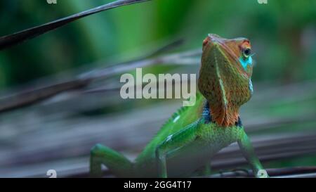 Bella immagine di una lucertola maschio molto colorata che giace su un ramo con uno sfondo sfocato Foto Stock