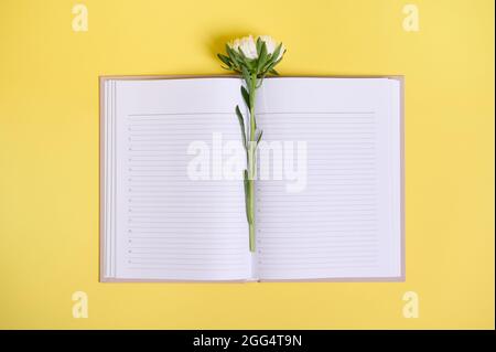 Composizione di posa piatta su sfondo giallo di un delicato fiore d'astro autunnale al centro di un organiser aperto con fogli bianchi puliti e bianchi con copia Foto Stock