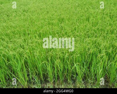 Risone verde spighe campo, cereali raccolti in tropicale, denso gruppo di piante su terra di sporcizia, piantagione zona in Thailandia Foto Stock