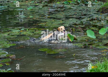 Husky cane e Golden Retriever nuoto e giocare nel lago Foto Stock