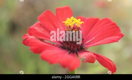 Un'immagine ravvicinata di un grande fiore di ibisco misto di colore arancione e giallo che fiorisce verso il sole con sfondo verdastro Foto Stock