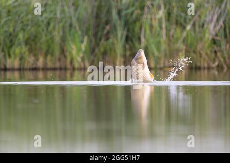 Carpa comune saltando fuori dall'acqua Foto Stock