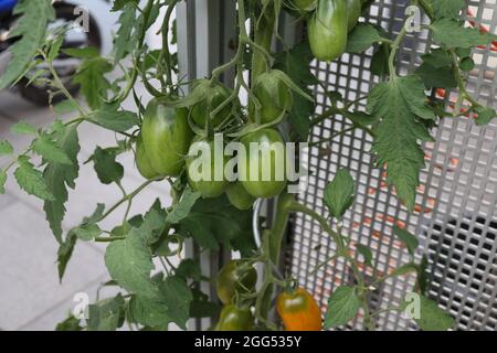 Un primo piano di pomodori verdi maturano su un cespuglio in un giardino su uno sfondo di griglia di metallo Foto Stock