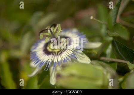 fiore di passionfiore Foto Stock