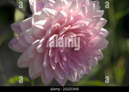 particolare di fiore di dahlia rosa Foto Stock