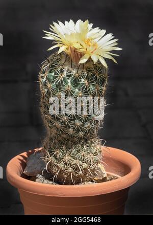 Un Coryphantha in miniatura giallo fiorito irradia il riccio marino o il rinoceros Cactus in un vaso color ruggine su uno sfondo grigio scuro sfocato Foto Stock