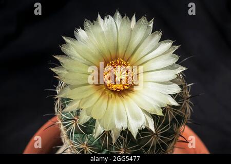 Un Rhinoceos giallo Coryphantha irradia il fiore di Cactus sulla parte superiore della pianta in vaso con uno sfondo nero Foto Stock