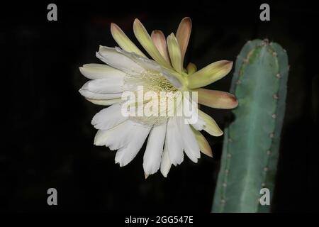 Splendida notte bianca fioritura Cereus repandus peruviana mela Cactus fiore e un ramo sfocato su uno sfondo nero Foto Stock