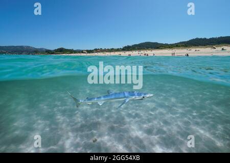 Giovane squalo blu subacqueo (Prionace glauca) vicino spiaggia in estate, vista su e sotto l'acqua, oceano Atlantico, Spagna, Galizia Foto Stock