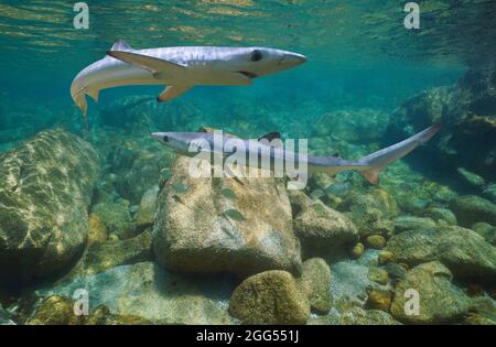 Giovani squali blu sott'acqua, Prionace glauca, Oceano Atlantico, Galizia, Spagna Foto Stock