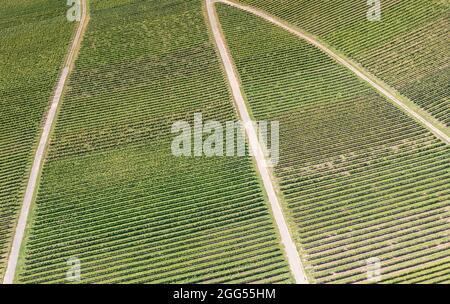 Vista aerea dei vigneti di Ellenz-Poltersdorf sul fiume Mosella, Germania Foto Stock