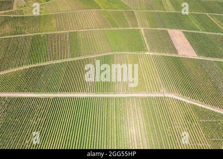 Vista aerea dei vigneti di Ellenz-Poltersdorf sul fiume Mosella, Germania Foto Stock