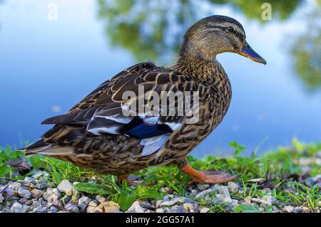 Anatra sulla riva del lago. Foto di un uccello vicino a uno stagno. Mallard illuminato dal sole. Un bel animale Foto Stock