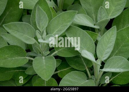 Foglie di salvia officinalis foglie di erbe essenziali Foto Stock