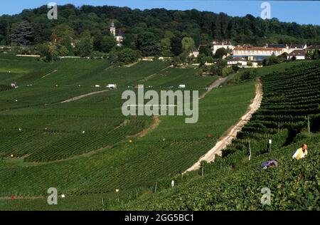 FRANCIA. FRANCIA. MARNE (51) LA STRADA DI CHAMPAGNE. VILLAGGIO DI HAUTVILLERS. VIGNE IN AUTUNNO VICINO ALLA CHIESA DELLA VECCHIA ABBAZIA Foto Stock
