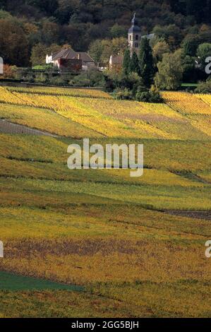 FRANCIA. FRANCIA. MARNE (51) LA STRADA DI CHAMPAGNE. VILLAGGIO DI HAUTVILLERS. VIGNE IN AUTUNNO VICINO ALLA CHIESA DELLA VECCHIA ABBAZIA Foto Stock