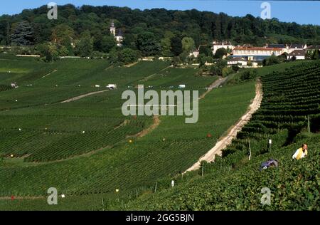 FRANCIA. FRANCIA. MARNE (51) LA STRADA DI CHAMPAGNE. VILLAGGIO DI HAUTVILLERS. VIGNE IN AUTUNNO VICINO ALLA CHIESA DELLA VECCHIA ABBAZIA Foto Stock