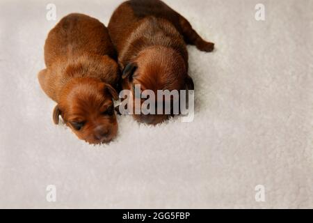 Due cuccioli della stessa covata: Un ragazzo con uno blu e una ragazza con un nastro rosa intorno al collo. Due cuccioli appena nati si trovano su una coperta calda. Foto Stock