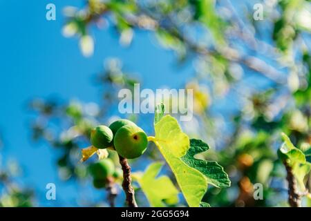 Ramo di fichi con frutti verdi maturi contro il cielo blu. Foto Stock