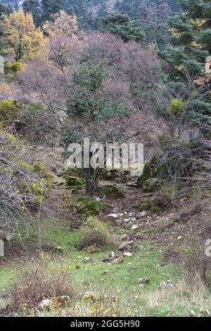 Abies pinsapo. Abete spagnolo Foto Stock