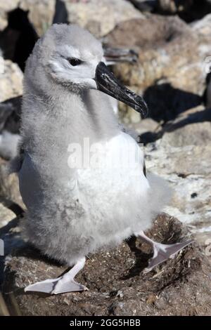 Mollymowks giovane uccello nel nido, West Point, Falkland Islands, Malvinas Foto Stock