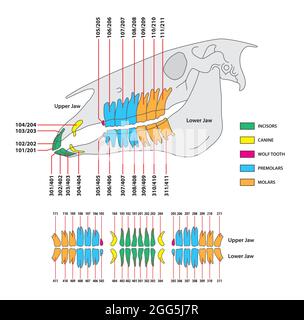 illustrazione vettoriale della dentizione permanente dei cavalli Illustrazione Vettoriale
