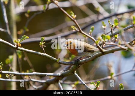 Robin (erithacus rubecula) su ramo d'albero Foto Stock