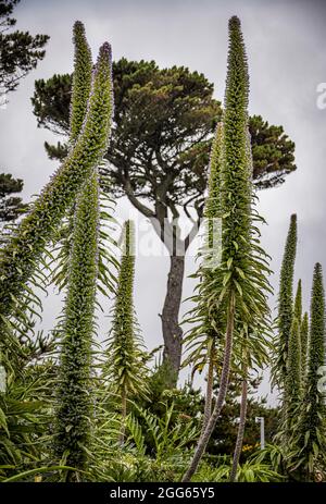 Piante alte in Queen Mary Gardens, Falmouth, Cornovaglia, Inghilterra Foto Stock