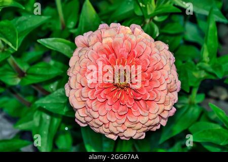 Fiore rosa zinnia al mattino rugiada in giardino. Salmone pastello umido colorato zinnia fiore su sfondo sfocato verde foglie. Gocce d'acqua lucide su g. Foto Stock