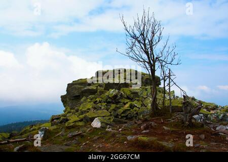 Albero solario e roccioso in Jeseniky in Moravia nella Repubblica Ceca. Foto Stock