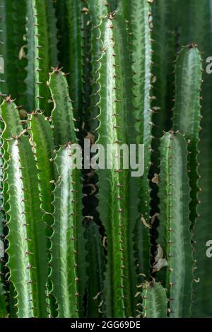 Pianta di Cactus. Cactus verde natura concetto tropicale esotico sfondo motivo texture in alta risoluzione carta da parati primo piano. Casa piante Foto Stock