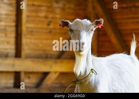 Capra bianca nel fienile. Capre domestiche nella fattoria. Carino una capra di lana di angora. Foto Stock