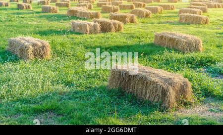 Posti a sedere e tavoli in balle di paglia per eventi e feste posati sul prato. Cannucce stoppie decorate per sedersi in campagna. Mobili fatti Foto Stock