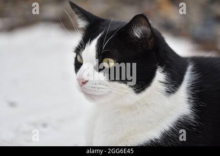 Primo piano testa e spalla esterno Ritratto di profilo sinistro di un gatto domestico bianco e nero (domesticus cattus) contro uno sfondo bianco nel Regno Unito Foto Stock