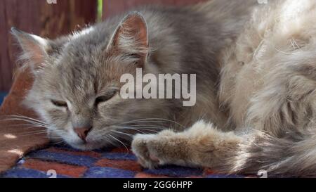 Il gatto soffocato è spiovente. Ritratto di un gatto grigio. Foto Stock