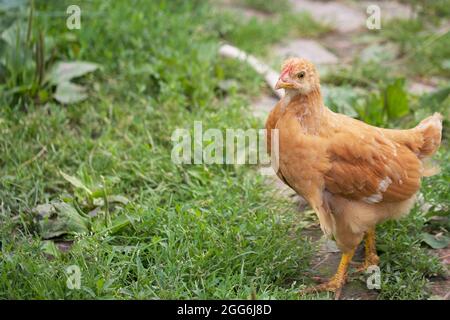 Single libero gallina marrone grassare su erba verde in estate soleggiato giorno. Un piccolo pollo in fuga cammina liberamente tra le erbe. Foto Stock