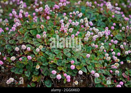 Rosa globo fiori di amaranto (Gomphrena globosa) Foto Stock