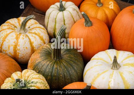 Mucchio di molte zucche multicolore e zucche di forme e colori diversi. Diversi tipi colorati zucche decorazione Foto Stock