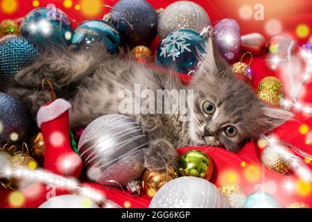 Il gattino grigio di Natale si prepara per la vacanza che si trova tra le palle di Capodanno su rosso. Foto Stock