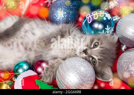 Il gattino grigio di Natale si prepara per la vacanza che si trova tra le palle di Capodanno su rosso. Foto Stock