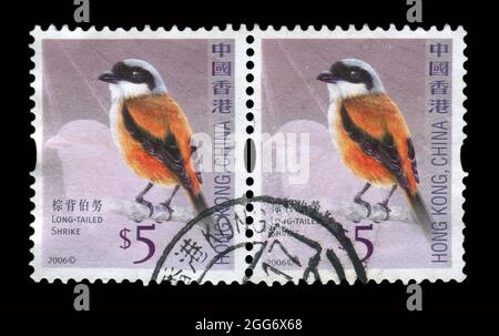 Francobollo stampato a HONG KONG, in Cina, mostra l'immagine del Long-tailed Shrike, circa 2006. Foto Stock