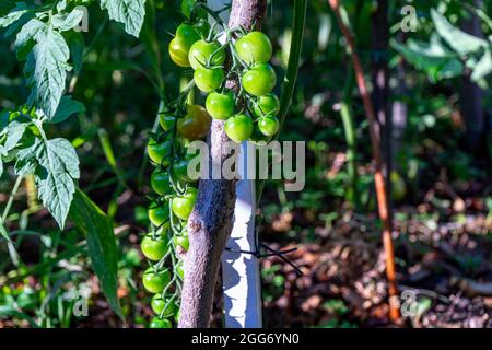 mazzo di pomodori ciliegini non maturi Foto Stock