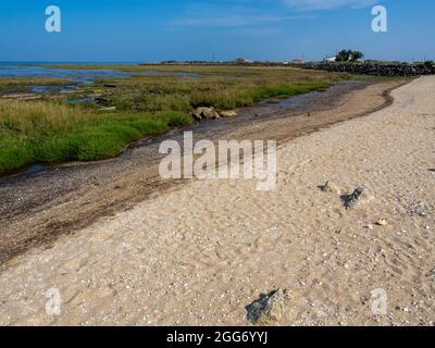 Riserva naturale nazionale di Moëze-Oléron. La Baudissière, Ile d'Oléron, Charente Maritime, Nuova Aquitania, Francia. Foto Stock