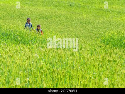 Sorridenti i bambini a casa a piedi da scuola attraverso campi lussureggianti di orzo nel villaggio di Supi Uttarakhand India del Nord Foto Stock