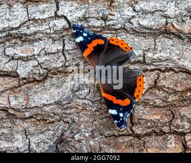 Rosso Ammiraglio Vanessa atalanta in attesa del sole su un tronco di pino caduto durante le condizioni nuvolose - UK Foto Stock