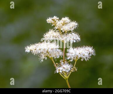 Frothy fiore teste di Meadowsweet Filipendila ulmaria in un Gloucestershire Water Meadow Regno Unito Foto Stock